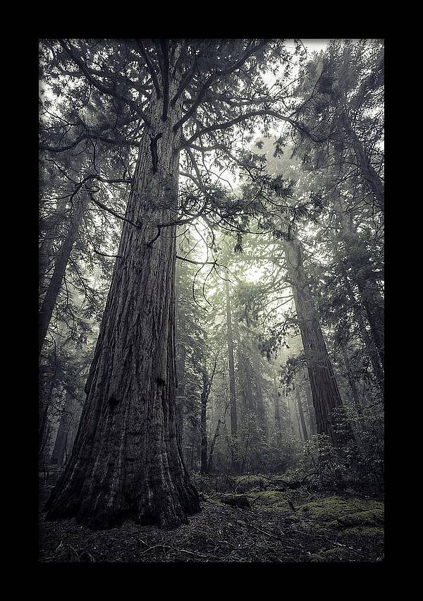 Giant Sequoia Canopy Serenity