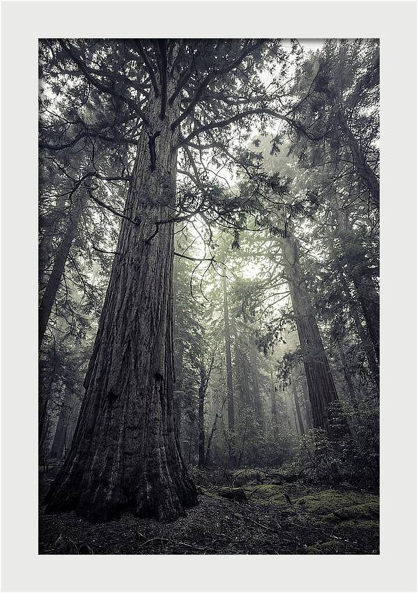 Giant Sequoia Canopy Serenity