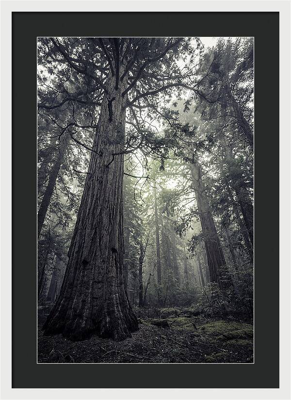 Giant Sequoia Canopy Serenity