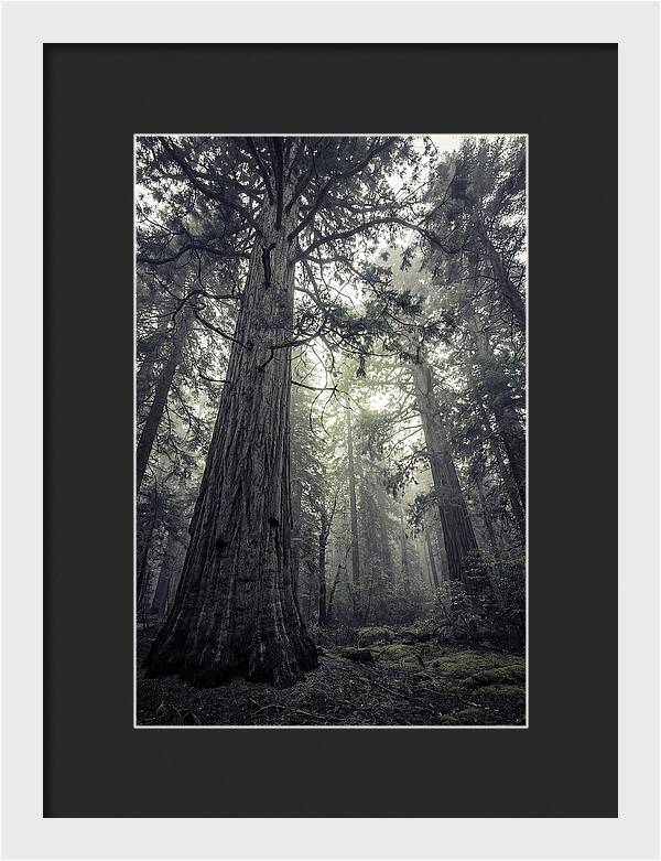Giant Sequoia Canopy Serenity