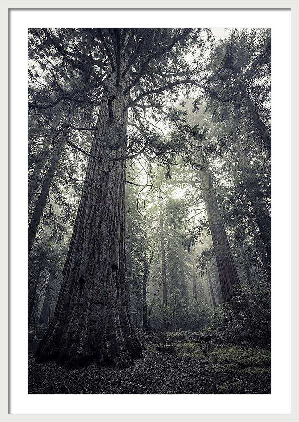Giant Sequoia Canopy Serenity