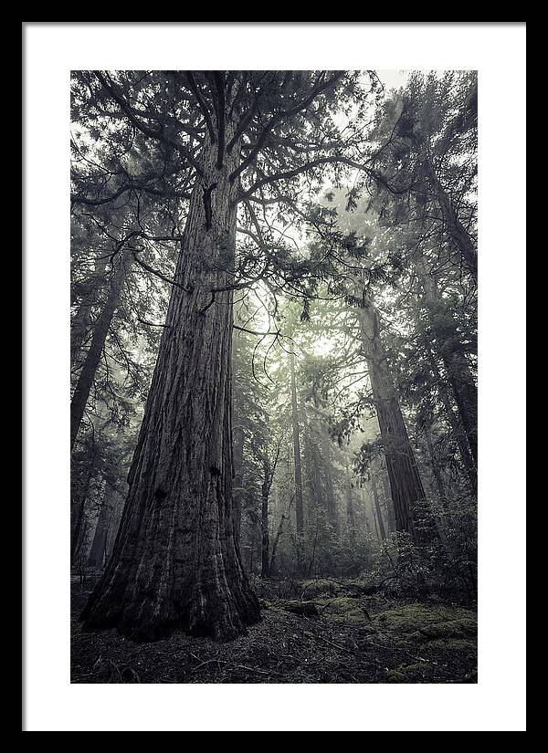 Giant Sequoia Canopy Serenity
