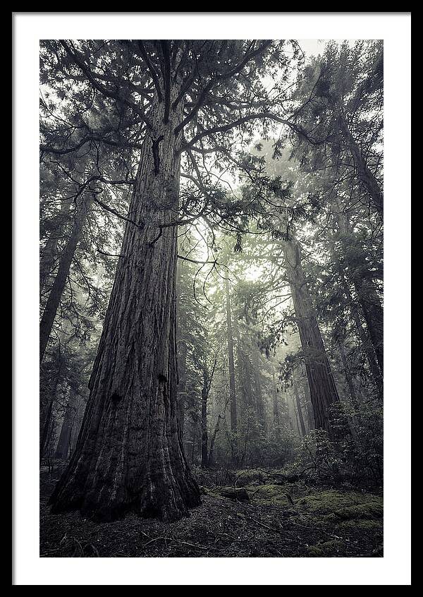 Giant Sequoia Canopy Serenity
