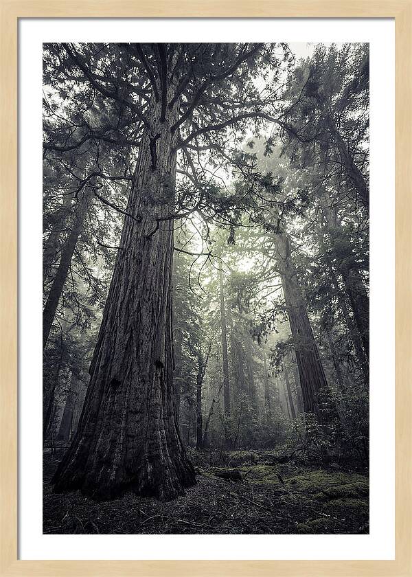 Giant Sequoia Canopy Serenity