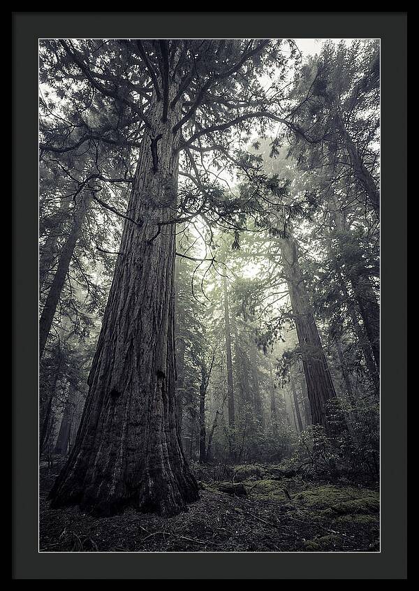 Giant Sequoia Canopy Serenity