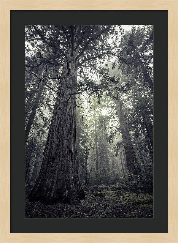 Giant Sequoia Canopy Serenity