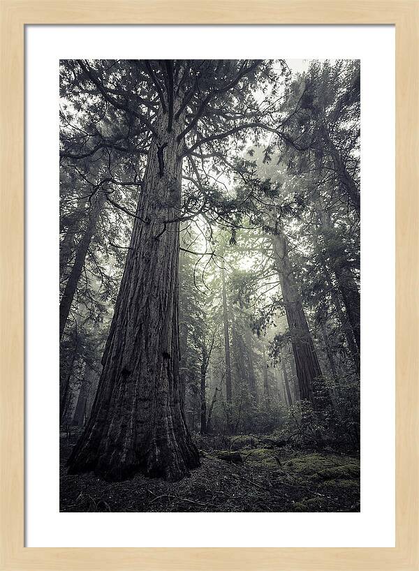 Giant Sequoia Canopy Serenity