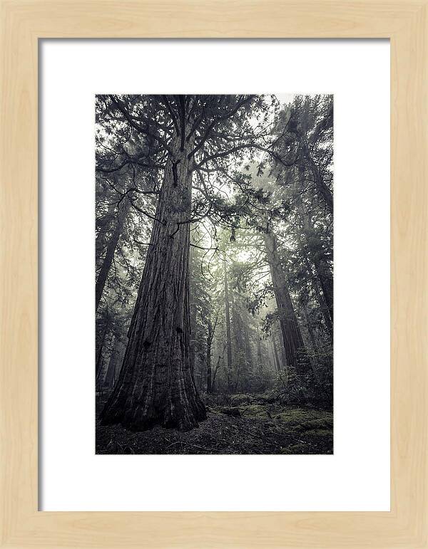 Giant Sequoia Canopy Serenity