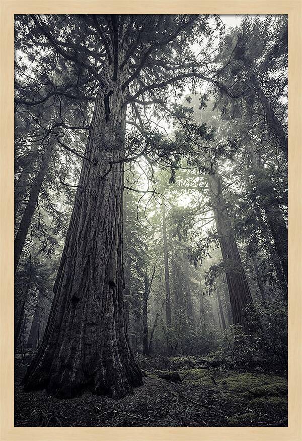 Giant Sequoia Canopy Serenity