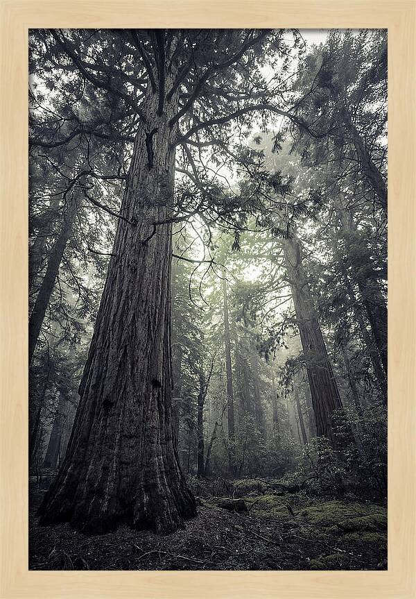 Giant Sequoia Canopy Serenity