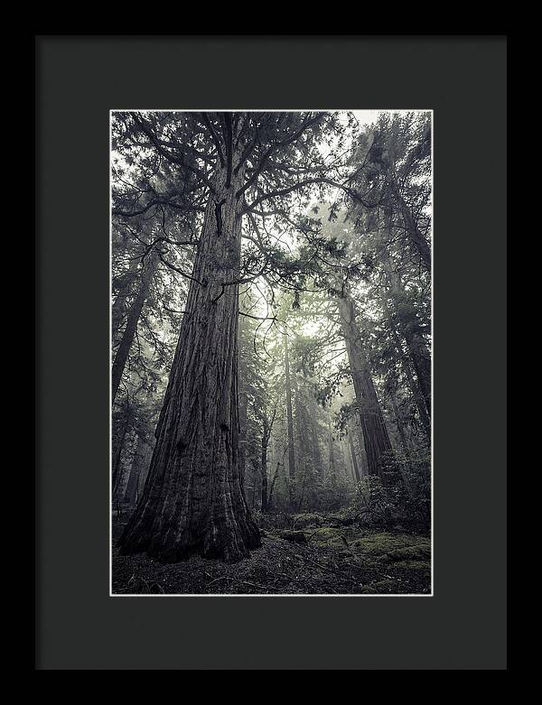 Giant Sequoia Canopy Serenity
