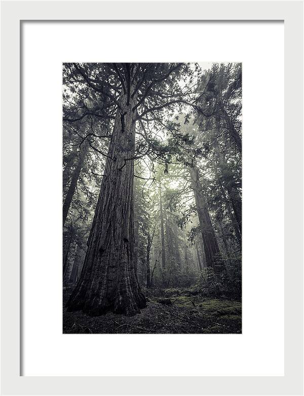 Giant Sequoia Canopy Serenity