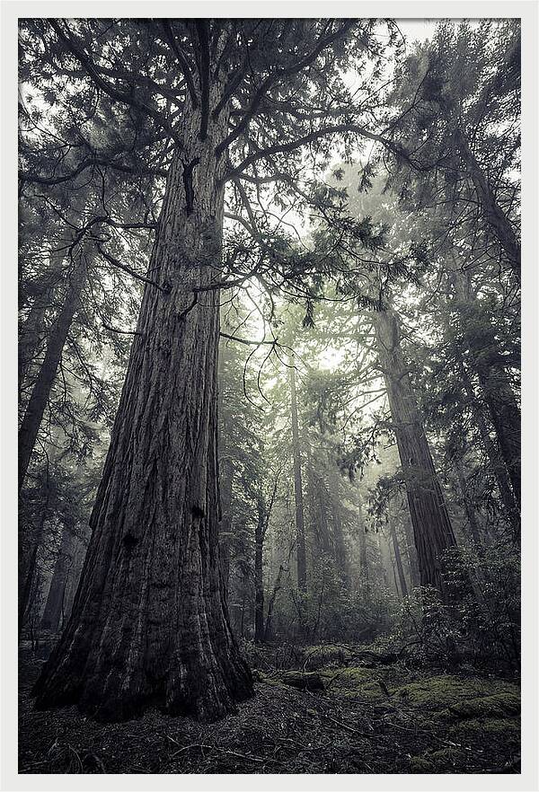Giant Sequoia Canopy Serenity
