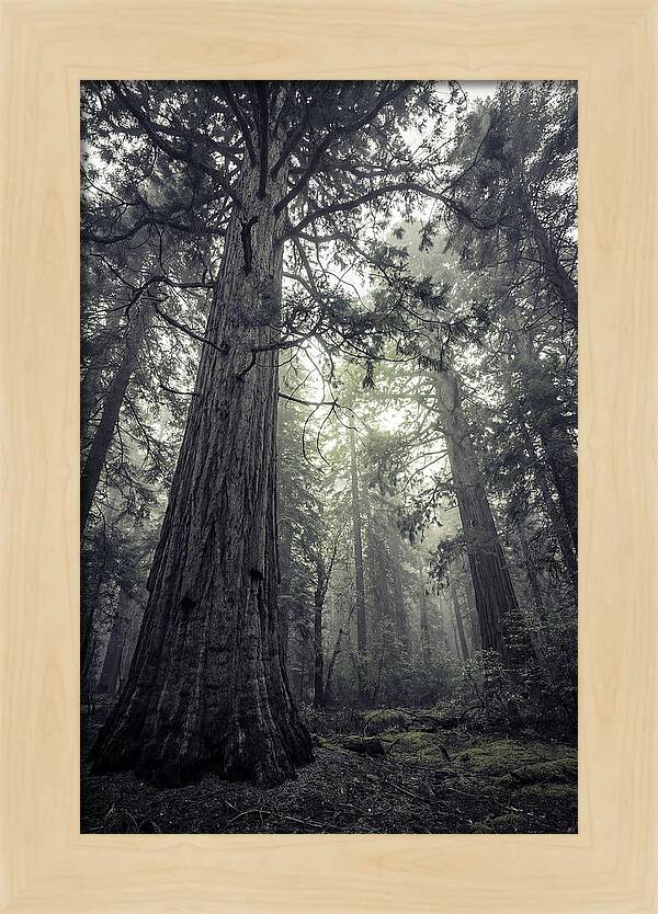 Giant Sequoia Canopy Serenity