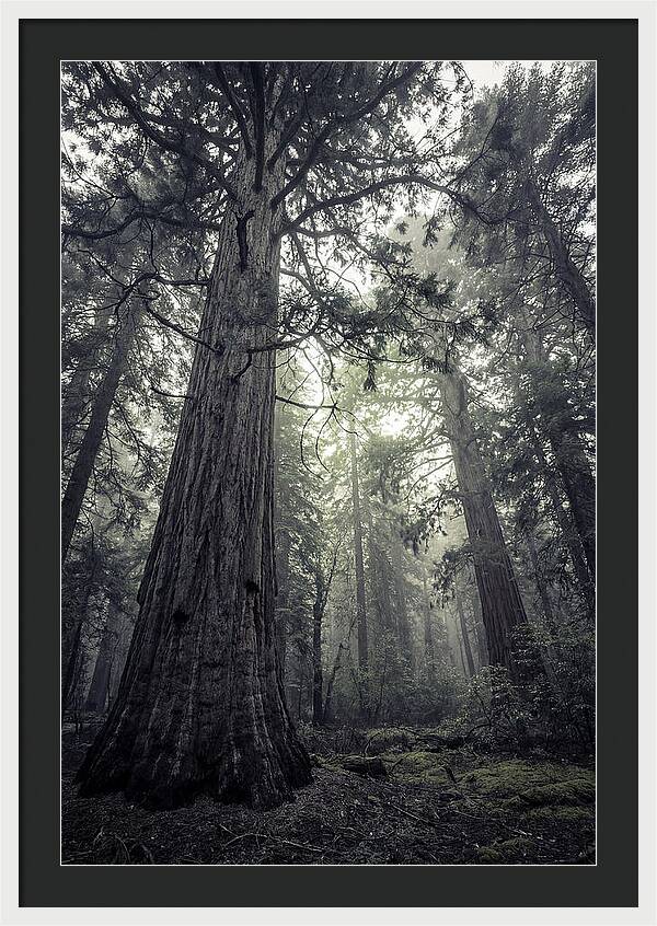 Giant Sequoia Canopy Serenity