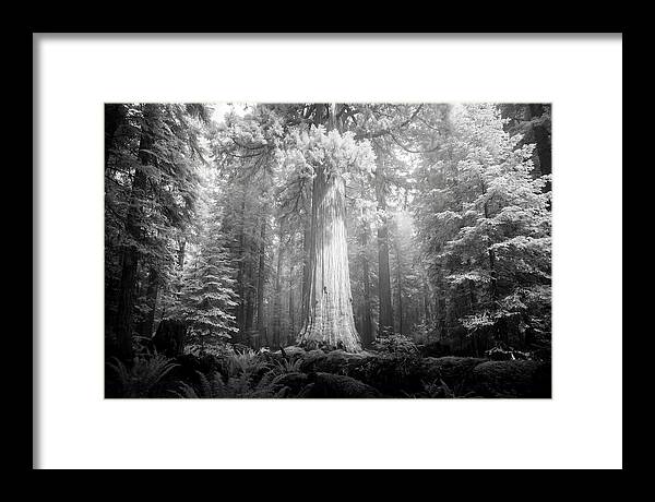 Giant Sequoia Canopy View