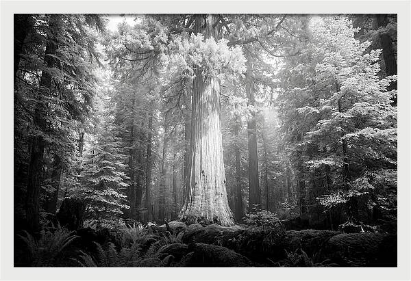 Giant Sequoia Canopy View
