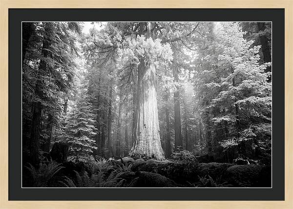 Giant Sequoia Canopy View