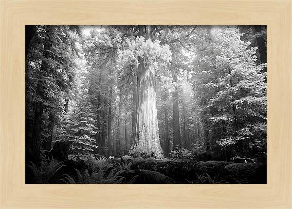 Giant Sequoia Canopy View