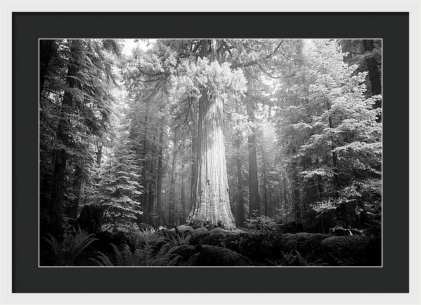 Giant Sequoia Canopy View