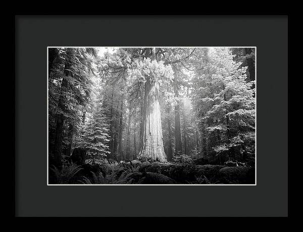 Giant Sequoia Canopy View