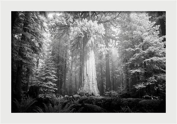 Giant Sequoia Canopy View