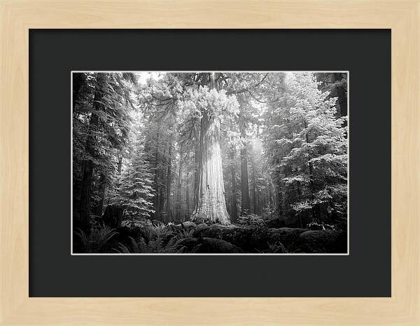 Giant Sequoia Canopy View