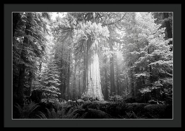 Giant Sequoia Canopy View