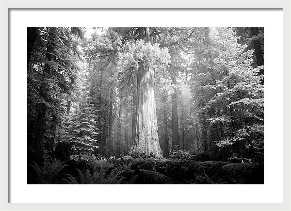 Giant Sequoia Canopy View