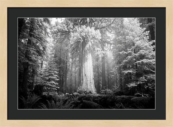 Giant Sequoia Canopy View