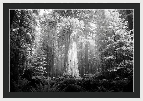 Giant Sequoia Canopy View