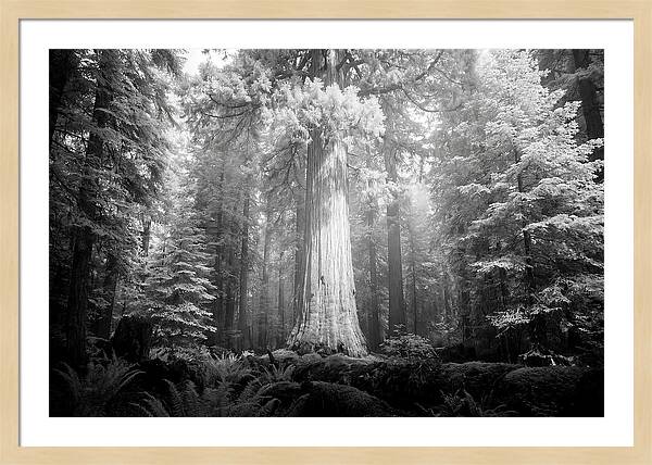 Giant Sequoia Canopy View