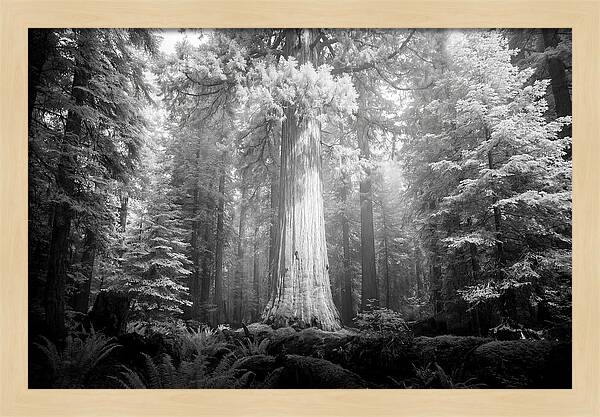 Giant Sequoia Canopy View