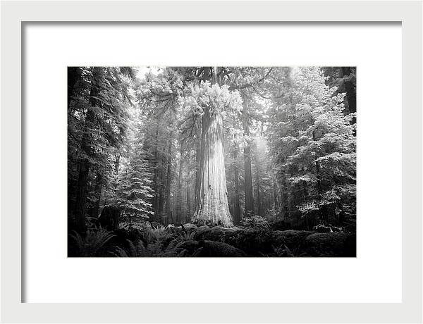 Giant Sequoia Canopy View
