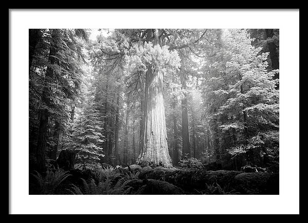 Giant Sequoia Canopy View