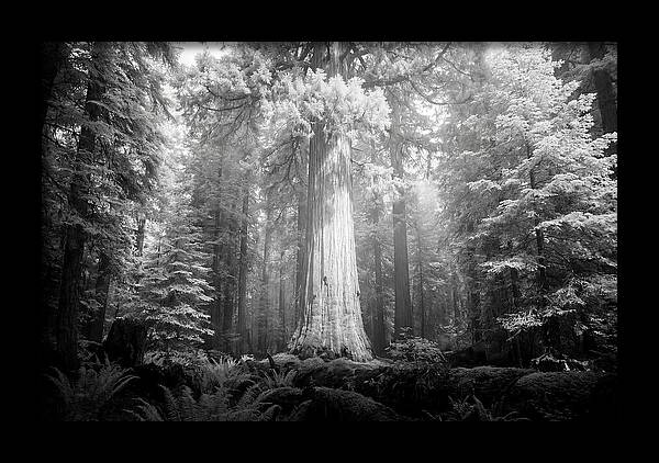 Giant Sequoia Canopy View