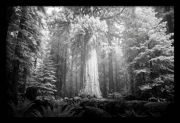 Giant Sequoia Canopy View