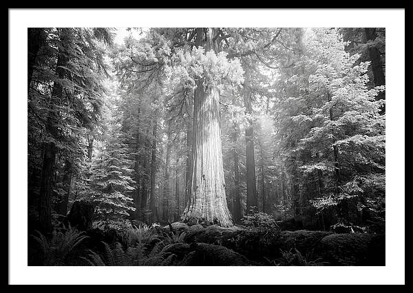 Giant Sequoia Canopy View