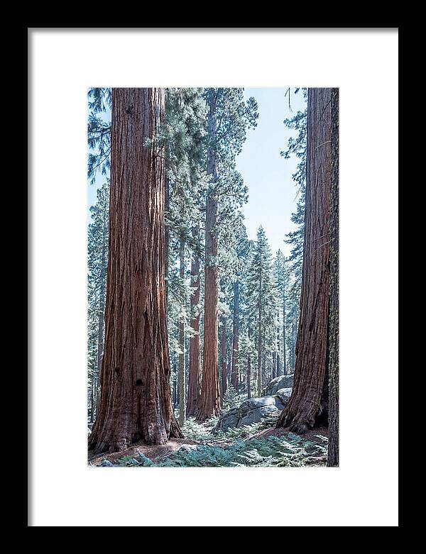 Giant Sequoia Grove Serenity
