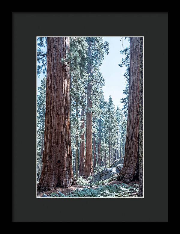 Giant Sequoia Grove Serenity