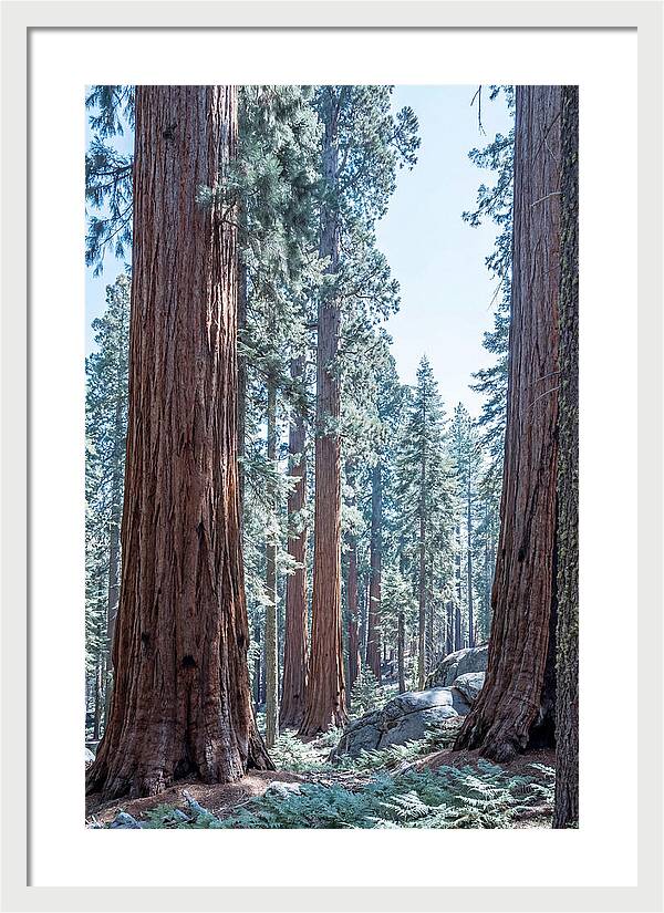Giant Sequoia Grove Serenity