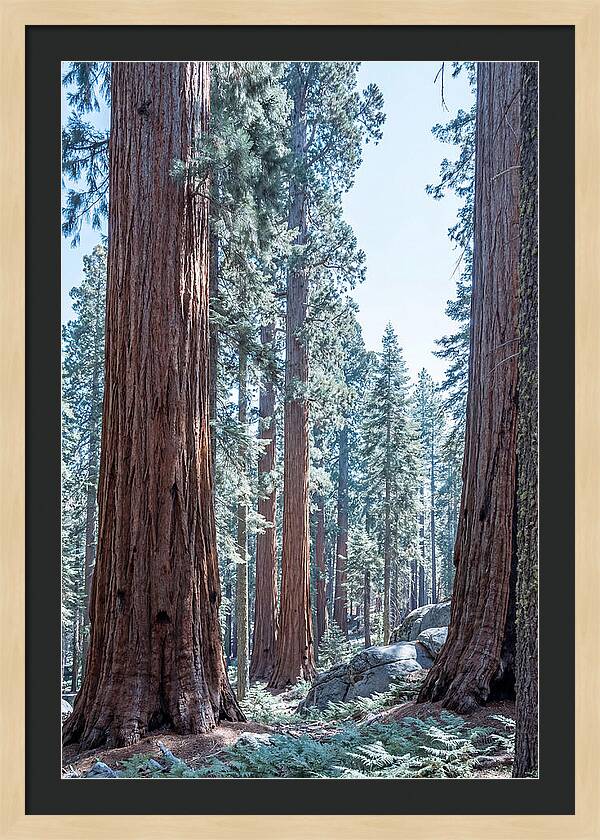 Giant Sequoia Grove Serenity