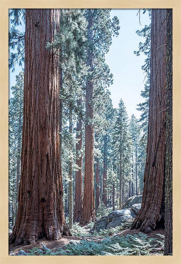Giant Sequoia Grove Serenity