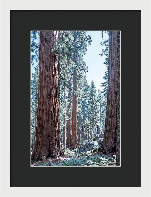 Giant Sequoia Grove Serenity