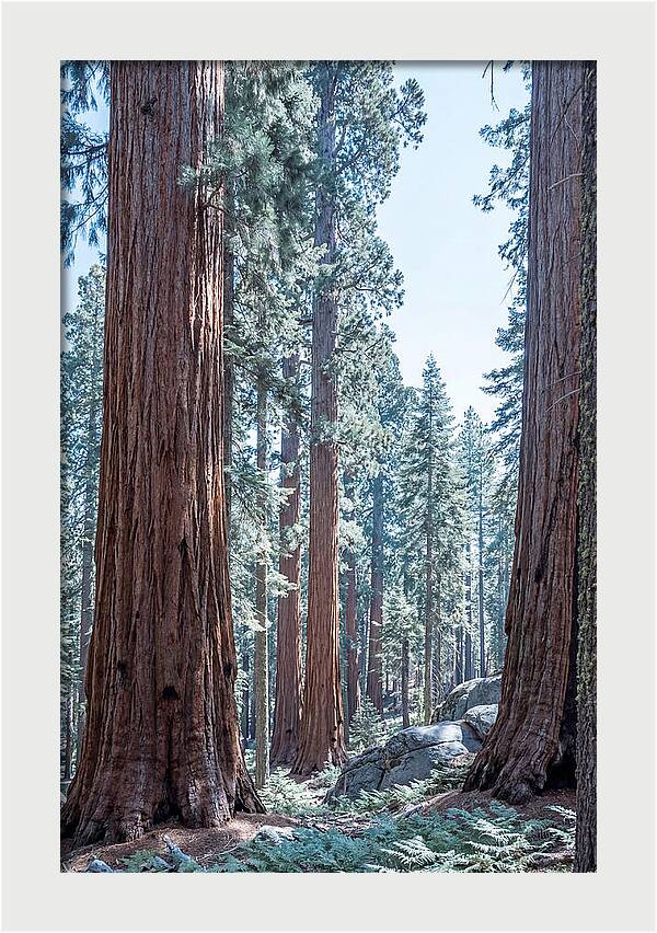 Giant Sequoia Grove Serenity