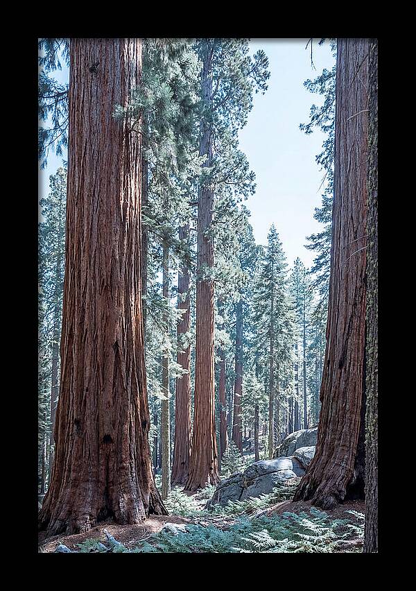 Giant Sequoia Grove Serenity