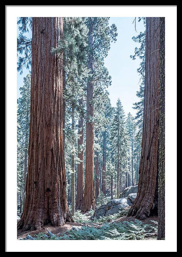 Giant Sequoia Grove Serenity
