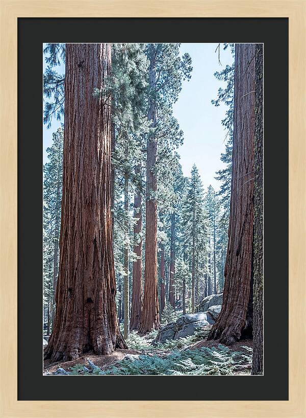 Giant Sequoia Grove Serenity