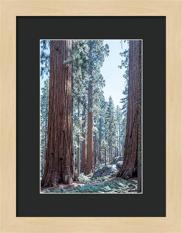 Giant Sequoia Grove Serenity