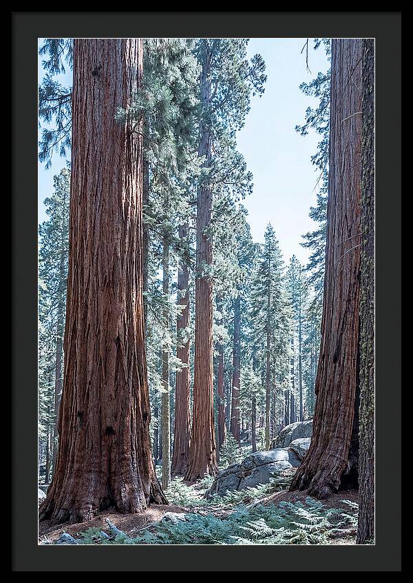 Giant Sequoia Grove Serenity
